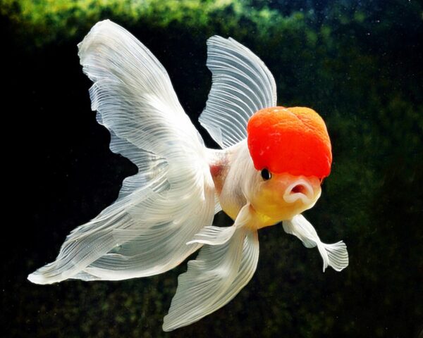 Peluang Usaha Budidaya Ikan Manfish