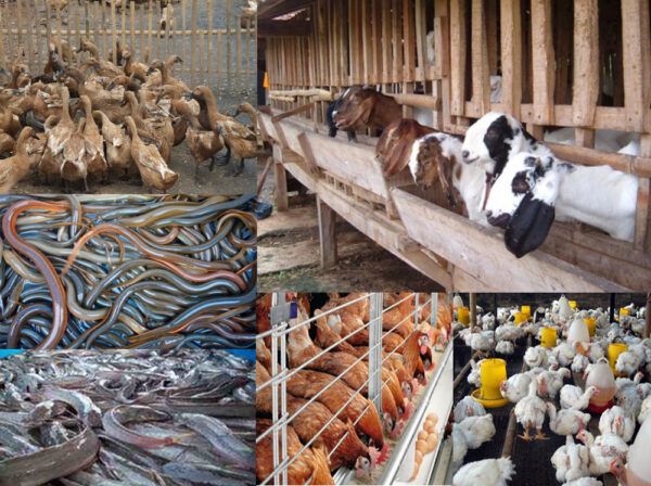 Peluang Usaha Peternakan 2020 Peluang Usaha Peternakan 2020