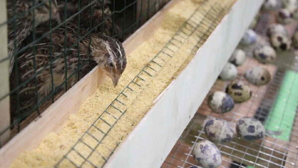 Peluang Usaha Ternak Burung Falk