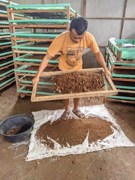 Peluang Usaha Budidaya Cacing Tanah