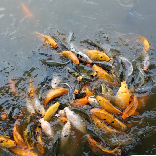 Peluang Usaha Budidaya Ikan Air Tawar