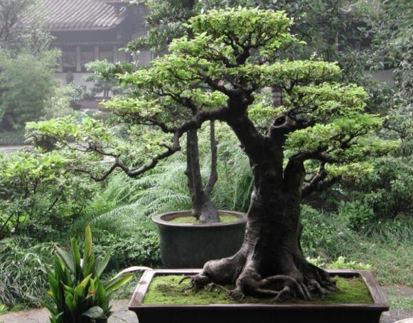 Peluang Usaha Bisnis Bonsai Peluang Usaha Bisnis Bonsai