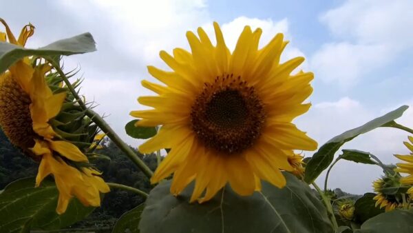 Peluang Usaha Budidaya Bunga Kamboja Peluang Usaha Budidaya Bunga Kamboja