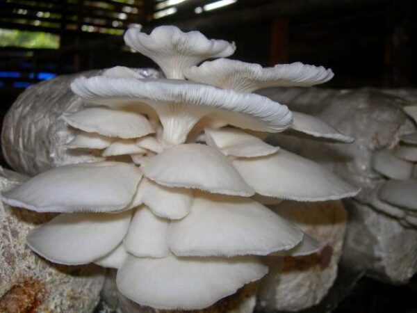 Peluang Usaha Budidaya Jamur Tiram