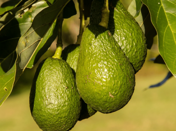 Peluang Usaha Budidaya Alpukat Peluang Usaha Budidaya Alpukat