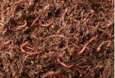 Peluang Usaha Budidaya Cacing